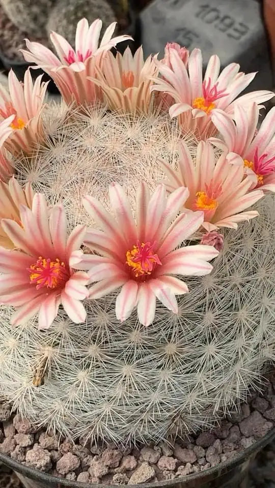 Mammillaria candida (Live Plant)