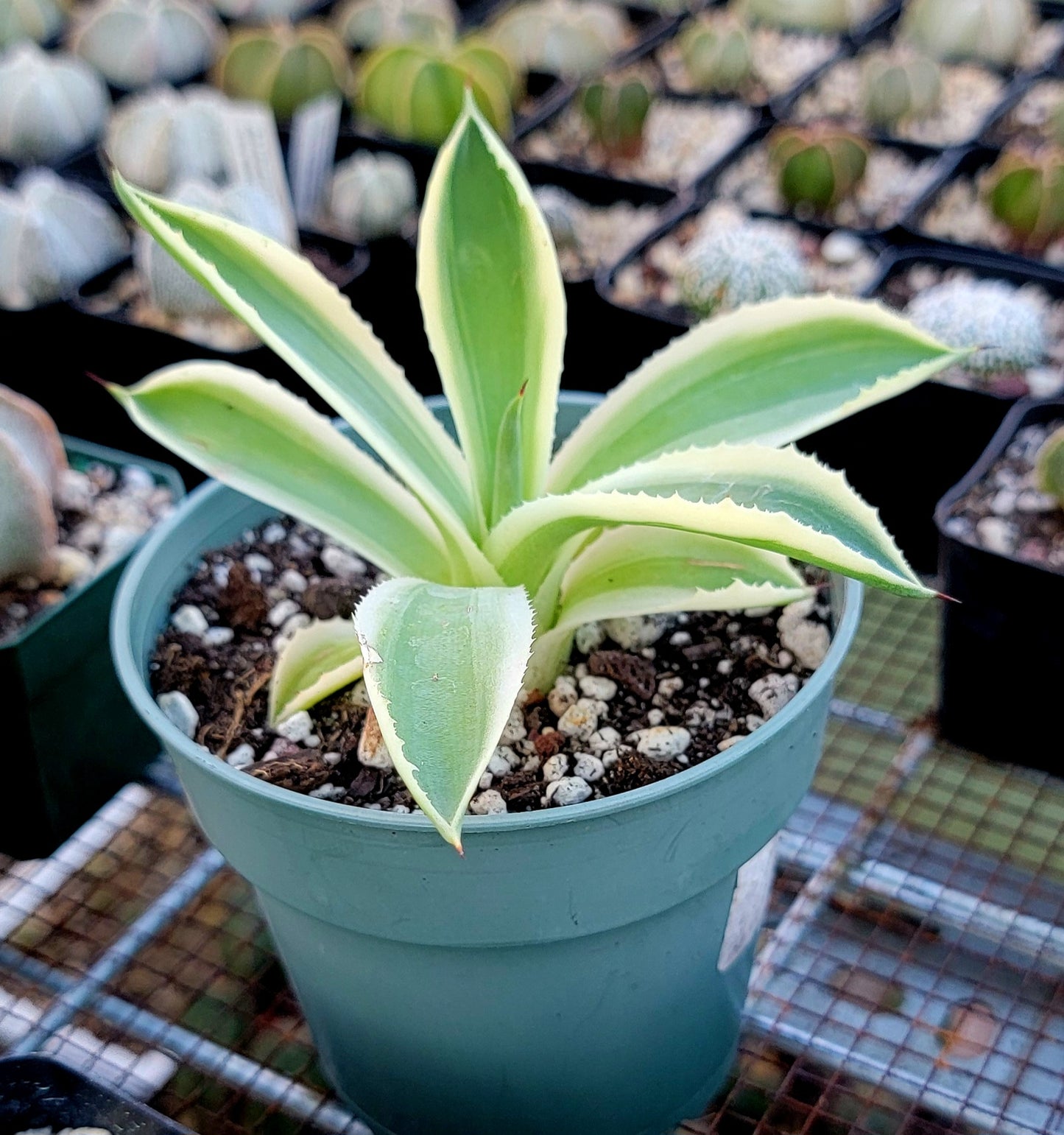 Agave Desert Diamond