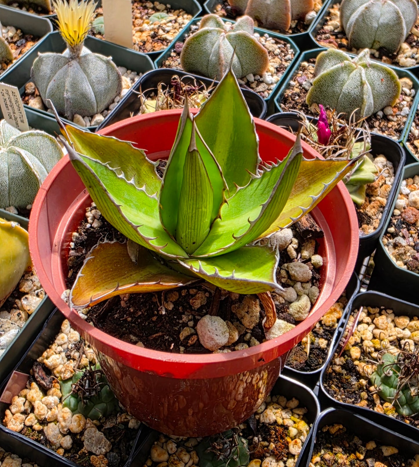Agave lophantha 'Splendida' (Center Stripe Agave)