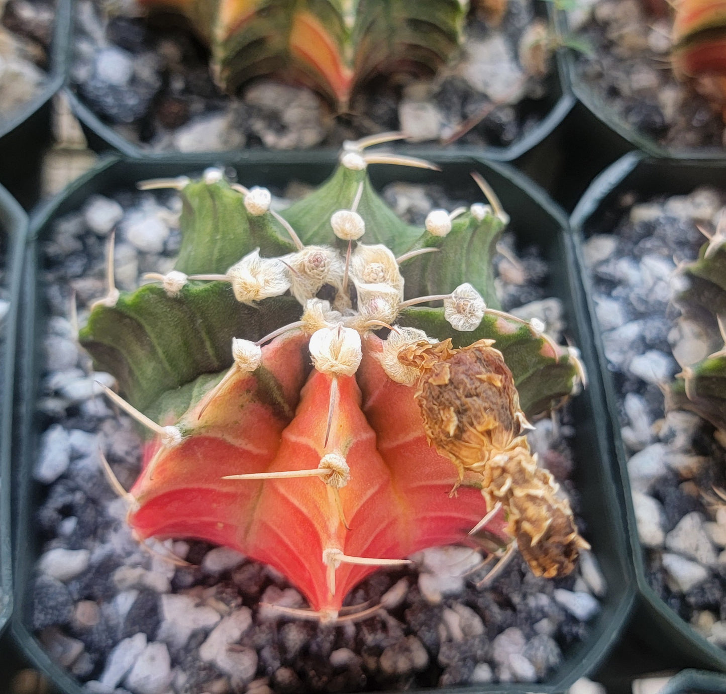 Gymnocalycium Mihanovichii variegata