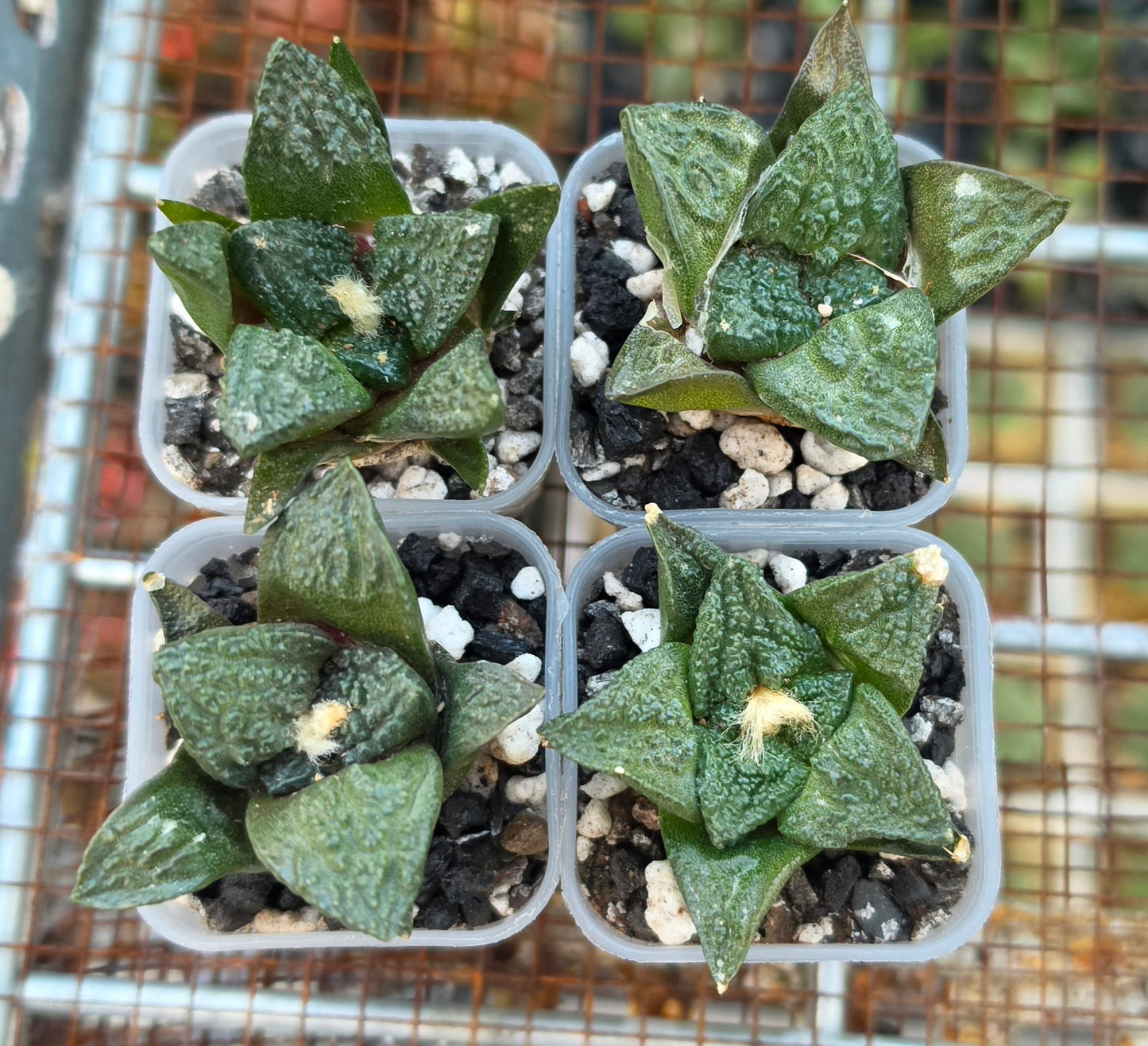 Ariocarpus fissuratus var. hintonii | Live Plant