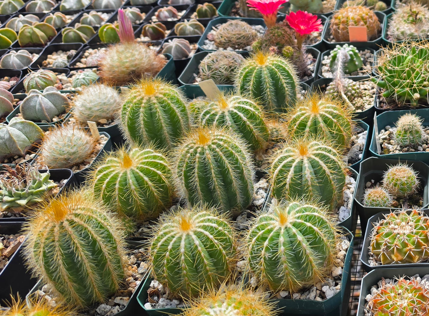 Notocactus magnifica | Parodia magnifica