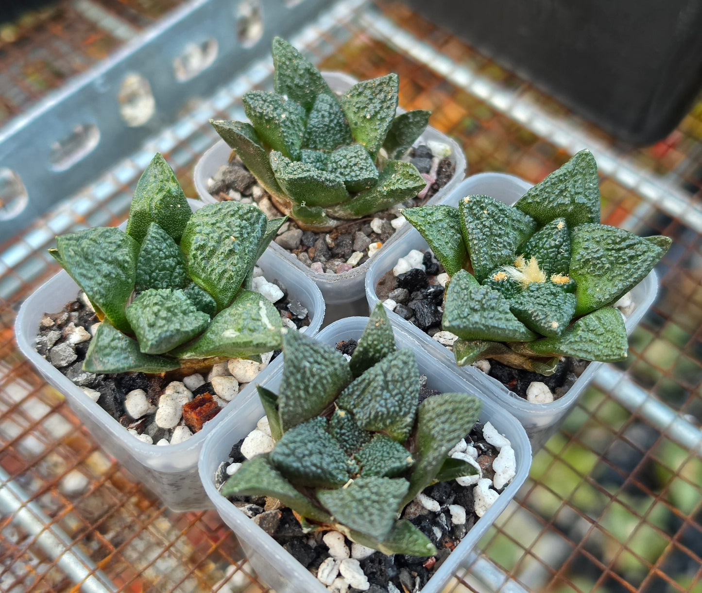 Ariocarpus fissuratus var.Godzilla | Live Plant