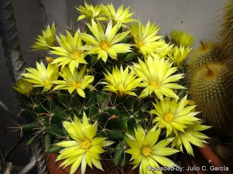 Mammillaria Longimamma