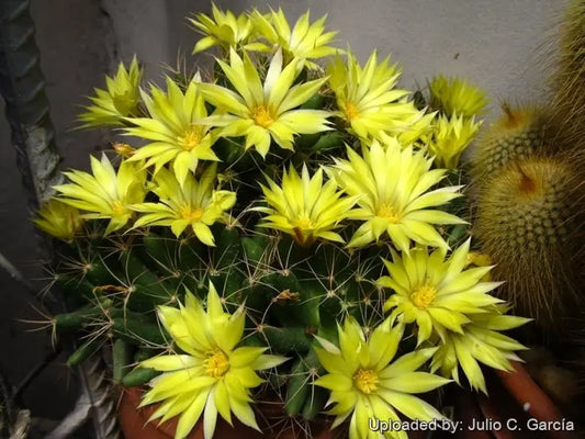 Mammillaria Longimamma