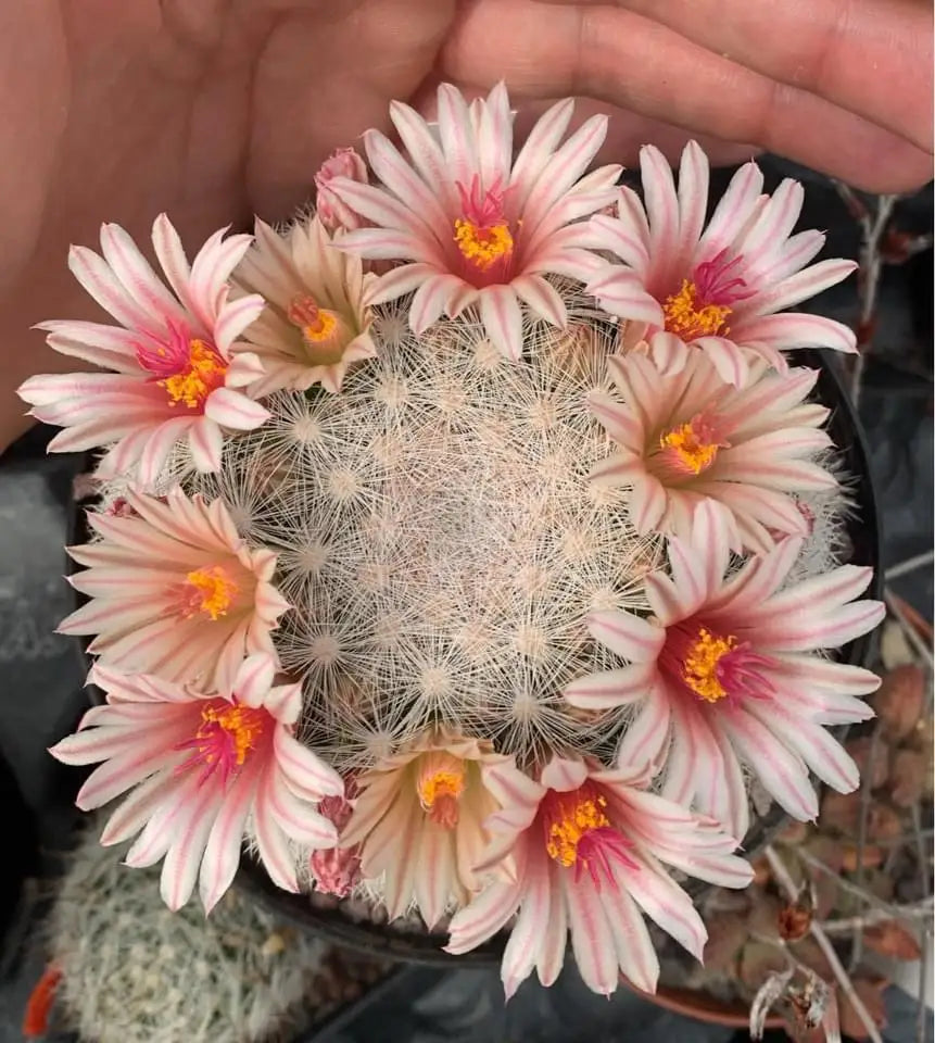 Mammillaria candida (Live Plant)