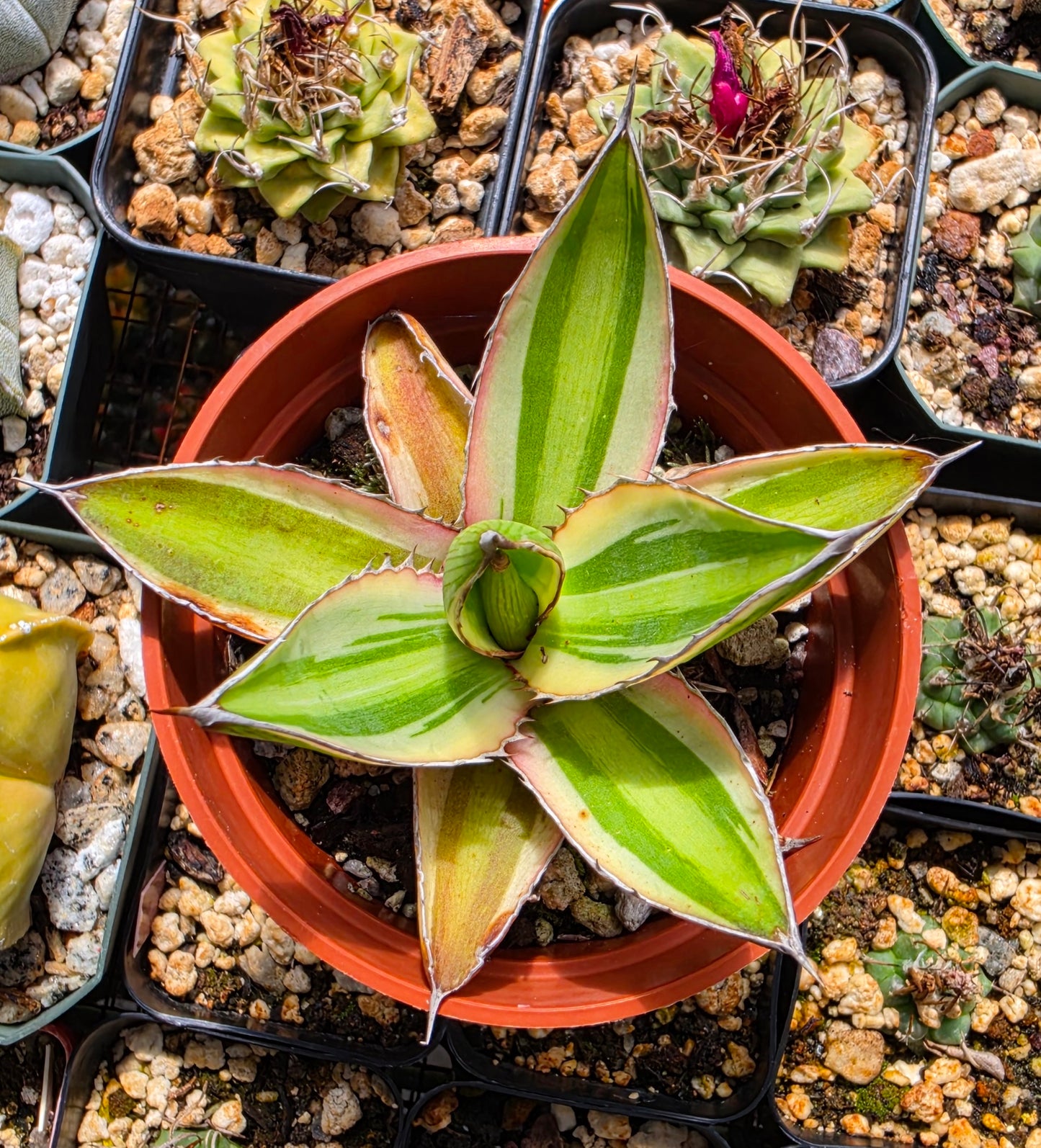 Agave lophantha quadricolor | Large