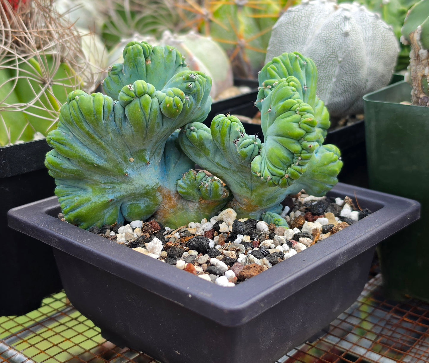 Myrtillocactus geometrizans cristata | Live Plant
