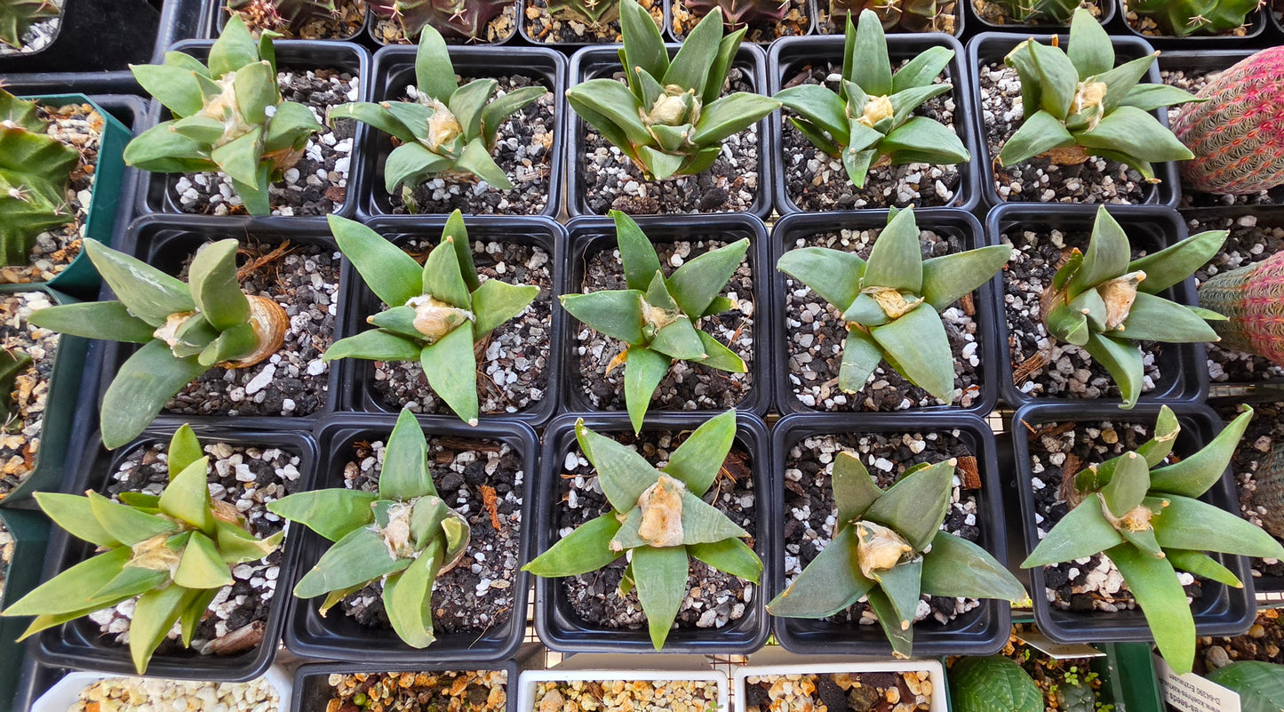 Ariocarpus retususus | Live Plant