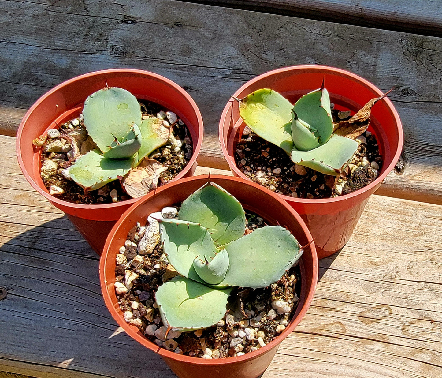 Agave parryi var. truncata Variegada – TiaJuanas Plants México