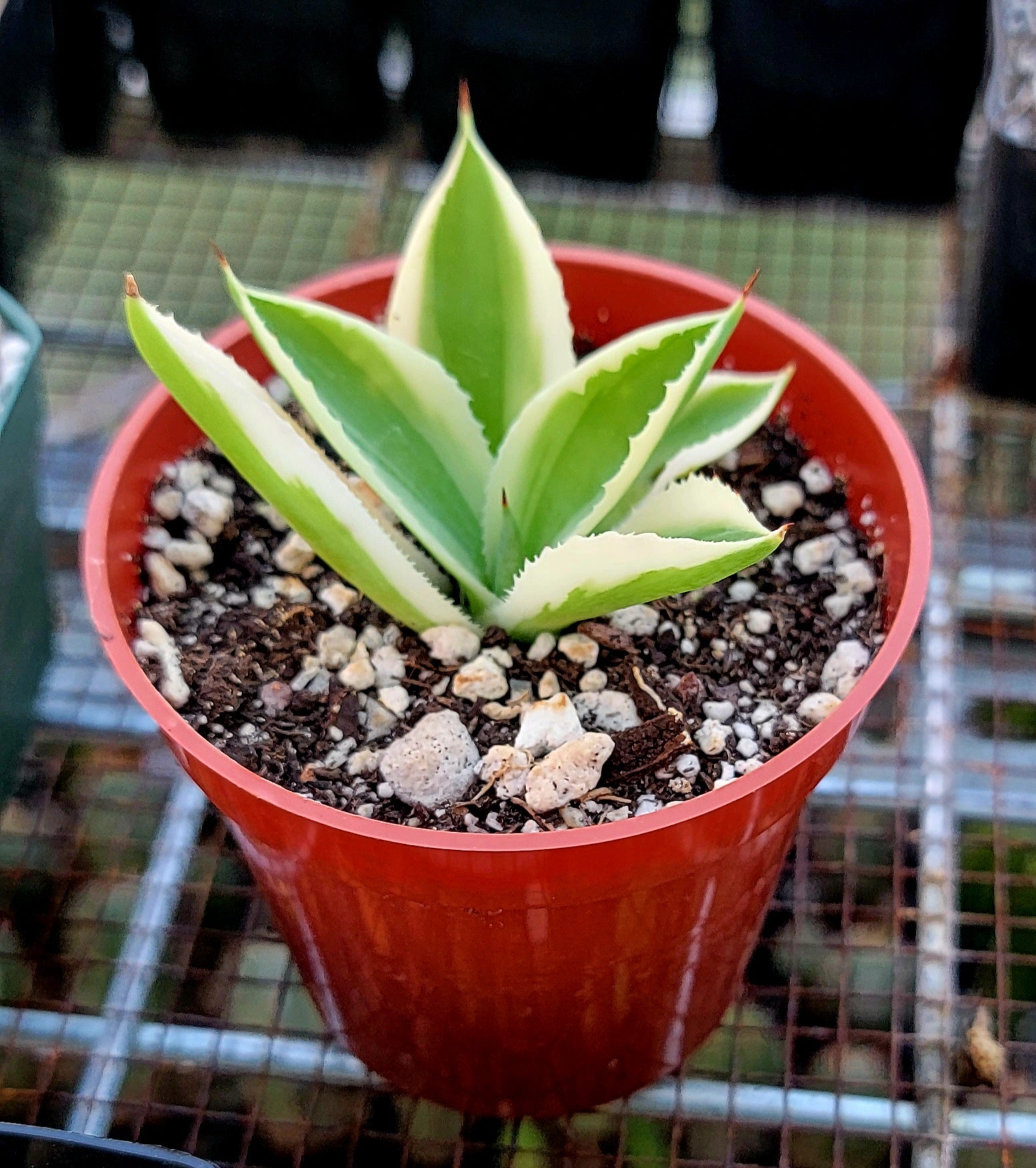 Agave Desert Diamond – Planetcactus