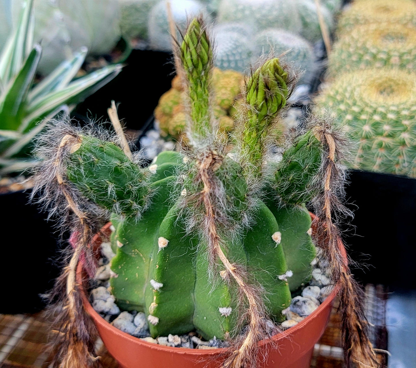 Echinopsis subdenudata | Domino Cactus (seeds)