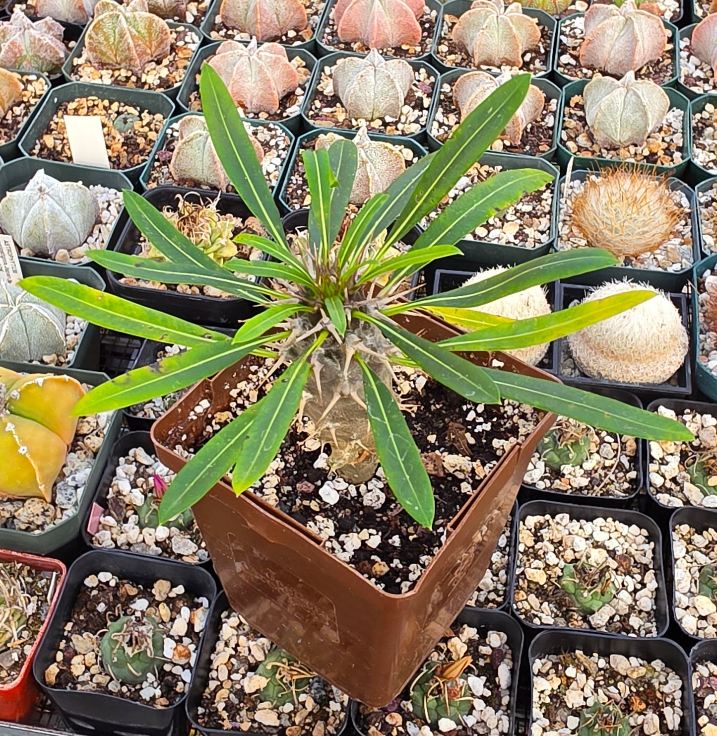 Madagascar palm | Pachypodium lamerei