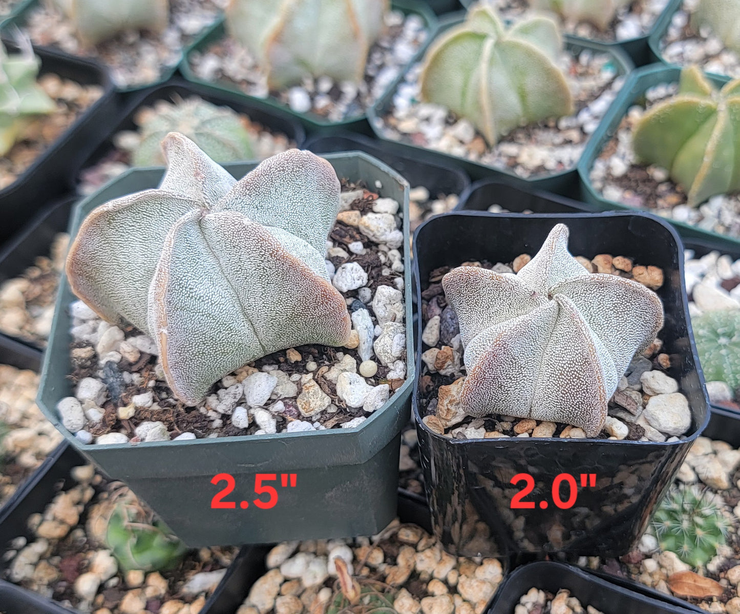 Astrophytum myriostigma