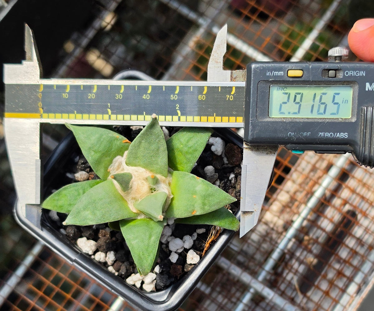Ariocarpus retususus | Live Plant