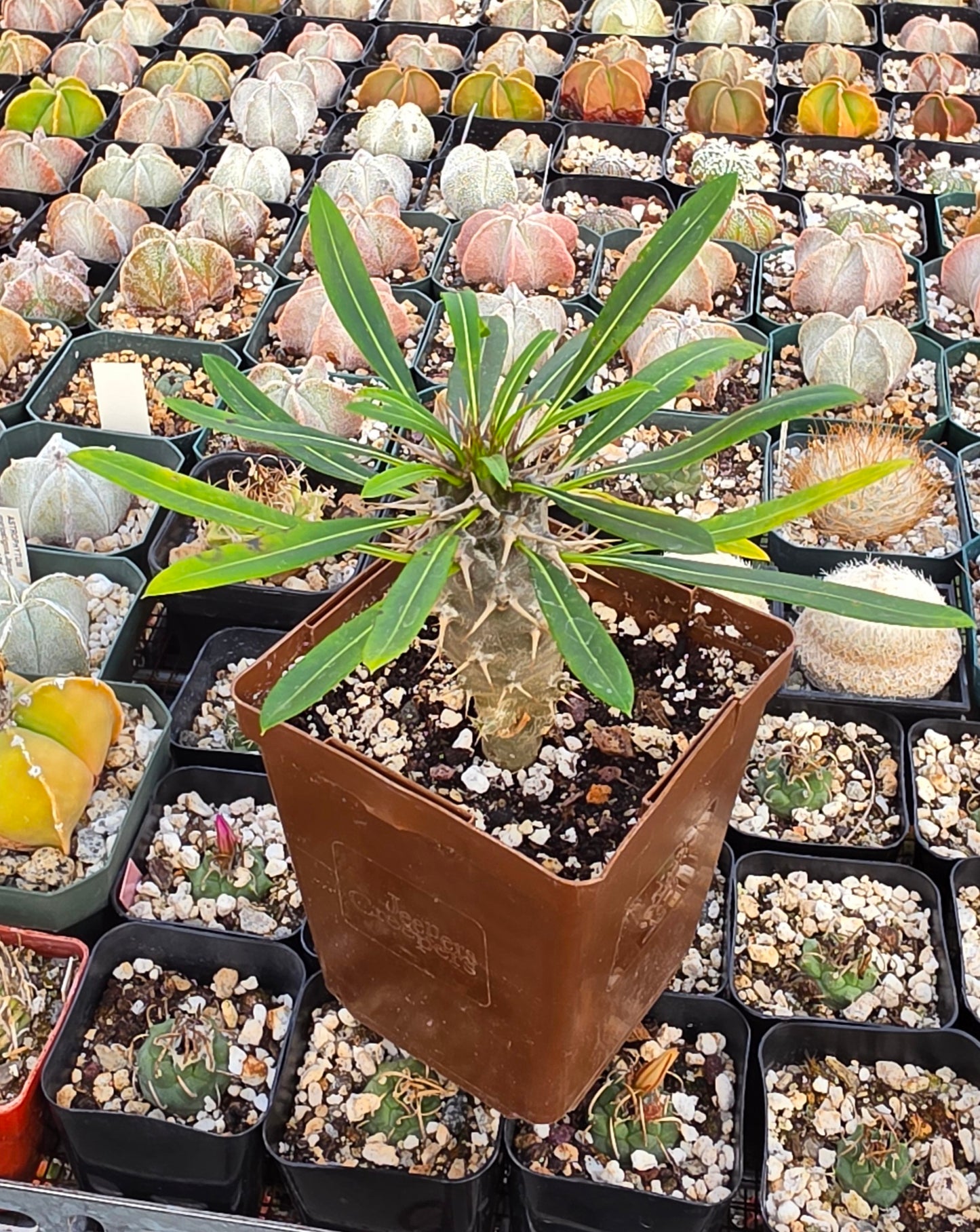 Madagascar palm | Pachypodium lamerei