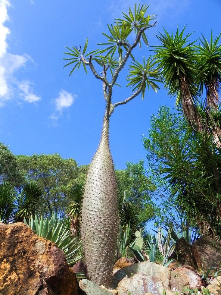 Madagascar palm | Pachypodium lamerei