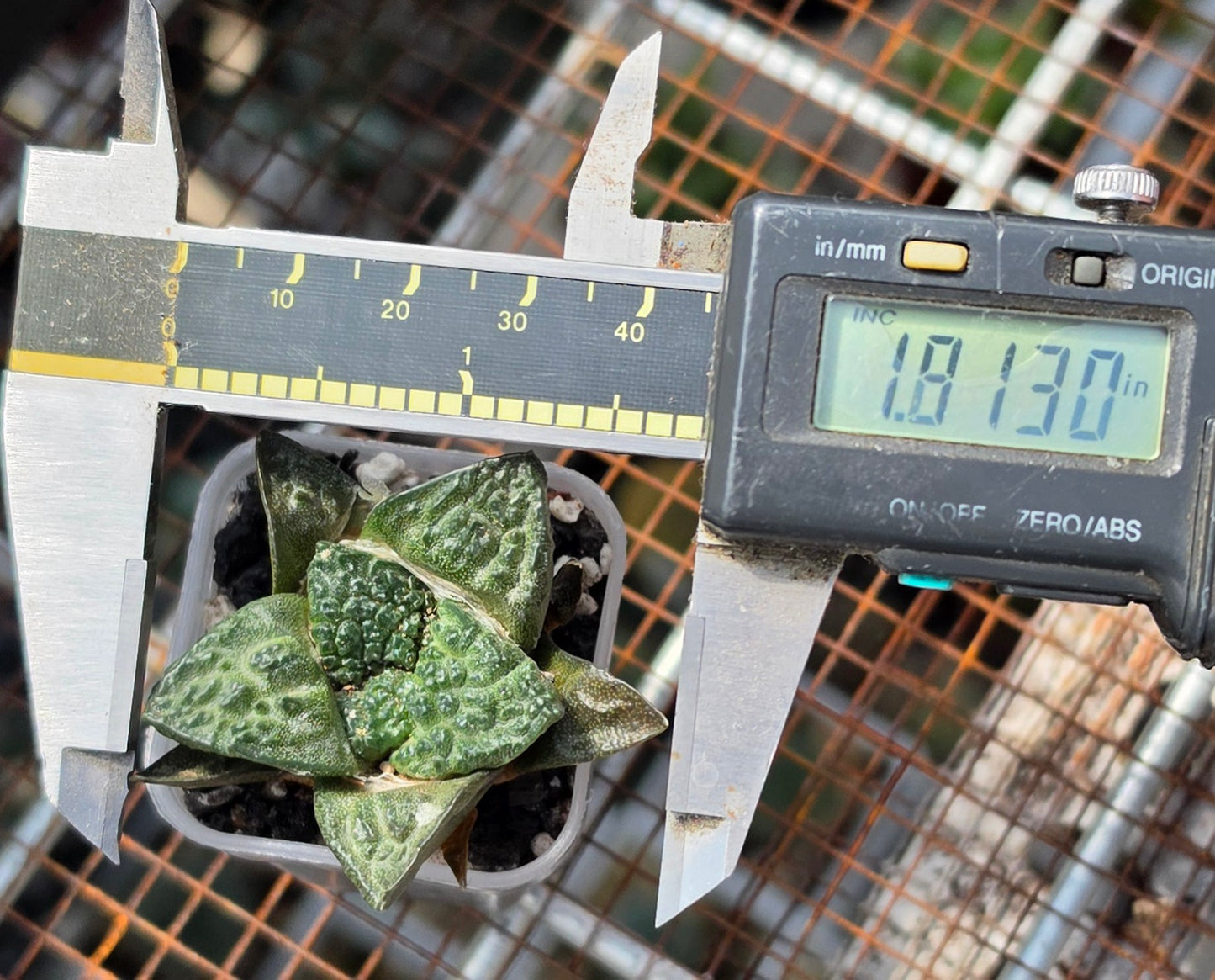 Ariocarpus fissuratus var.Godzilla | Live Plant
