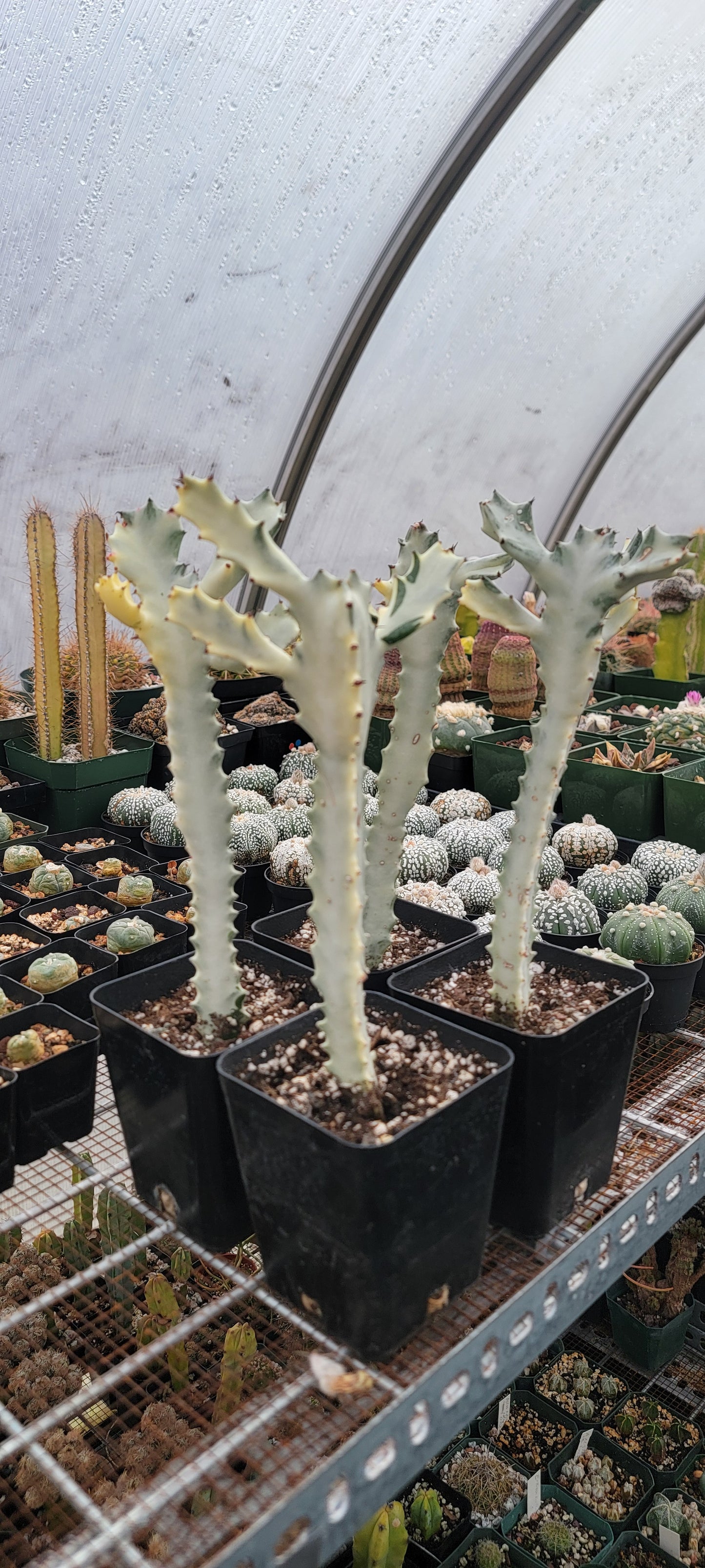 Euphorbia white ghost |Euphorbia Lactea variegated