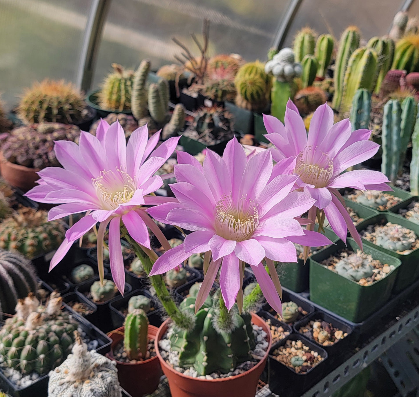 Echinopsis subdenudata | Domino Cactus (seeds)