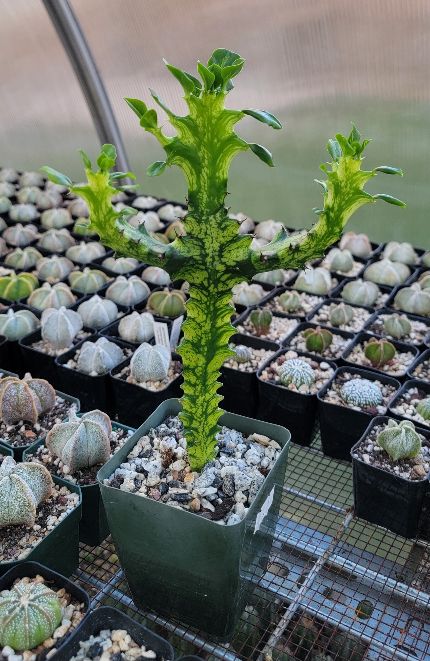 Euphorbia laceii variegated