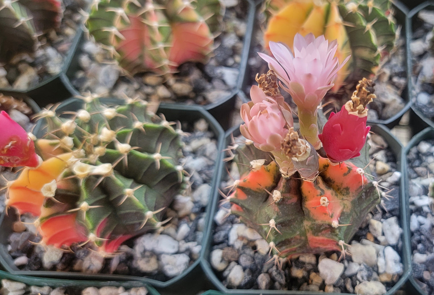 Gymnocalycium Mihanovichii variegata