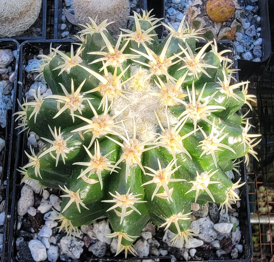 Echinocactus grusonii brevispinus (LIVE PLANT)