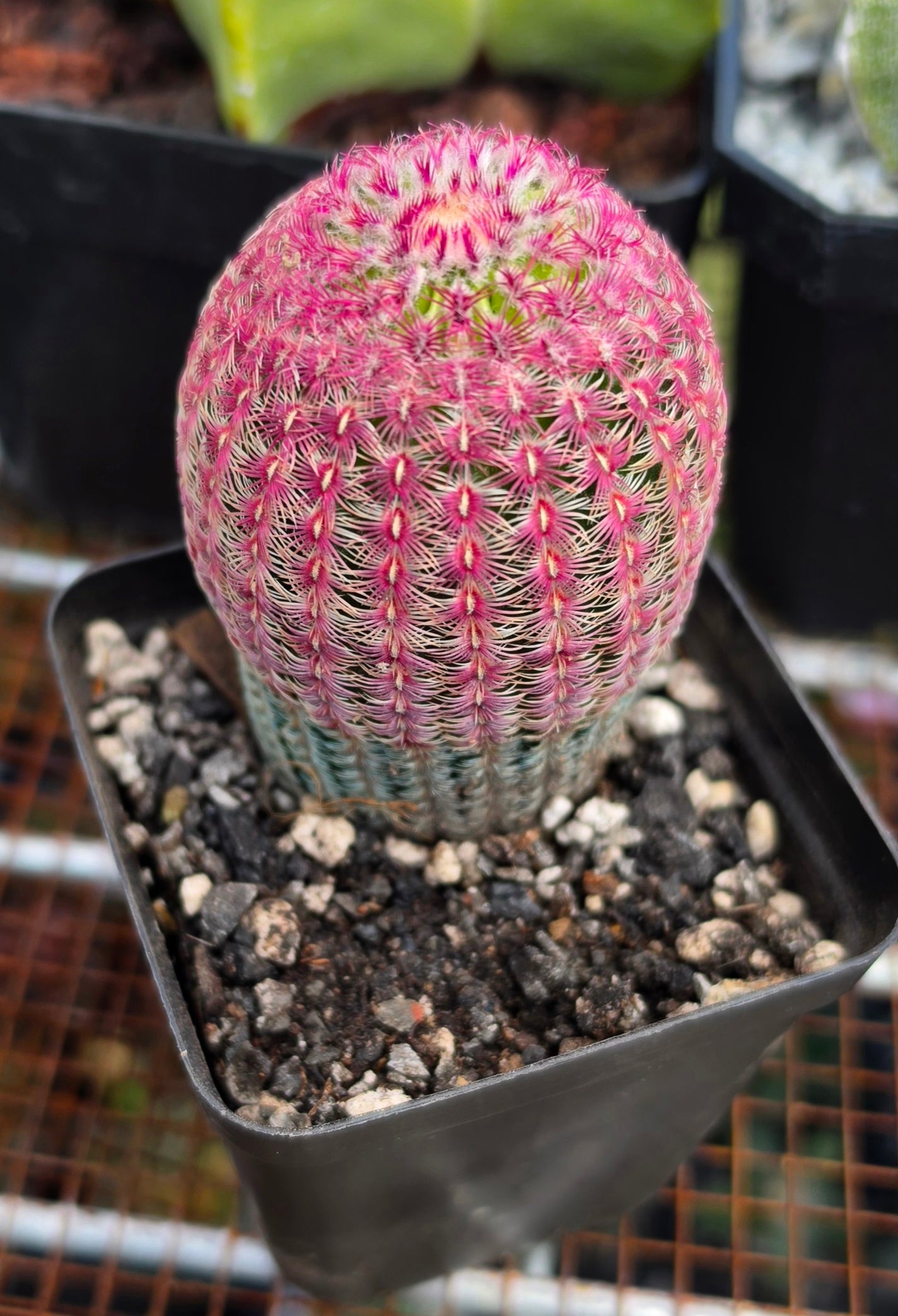 Echinocereus rigidissimus var. rubispinus | Rainbowcactus
