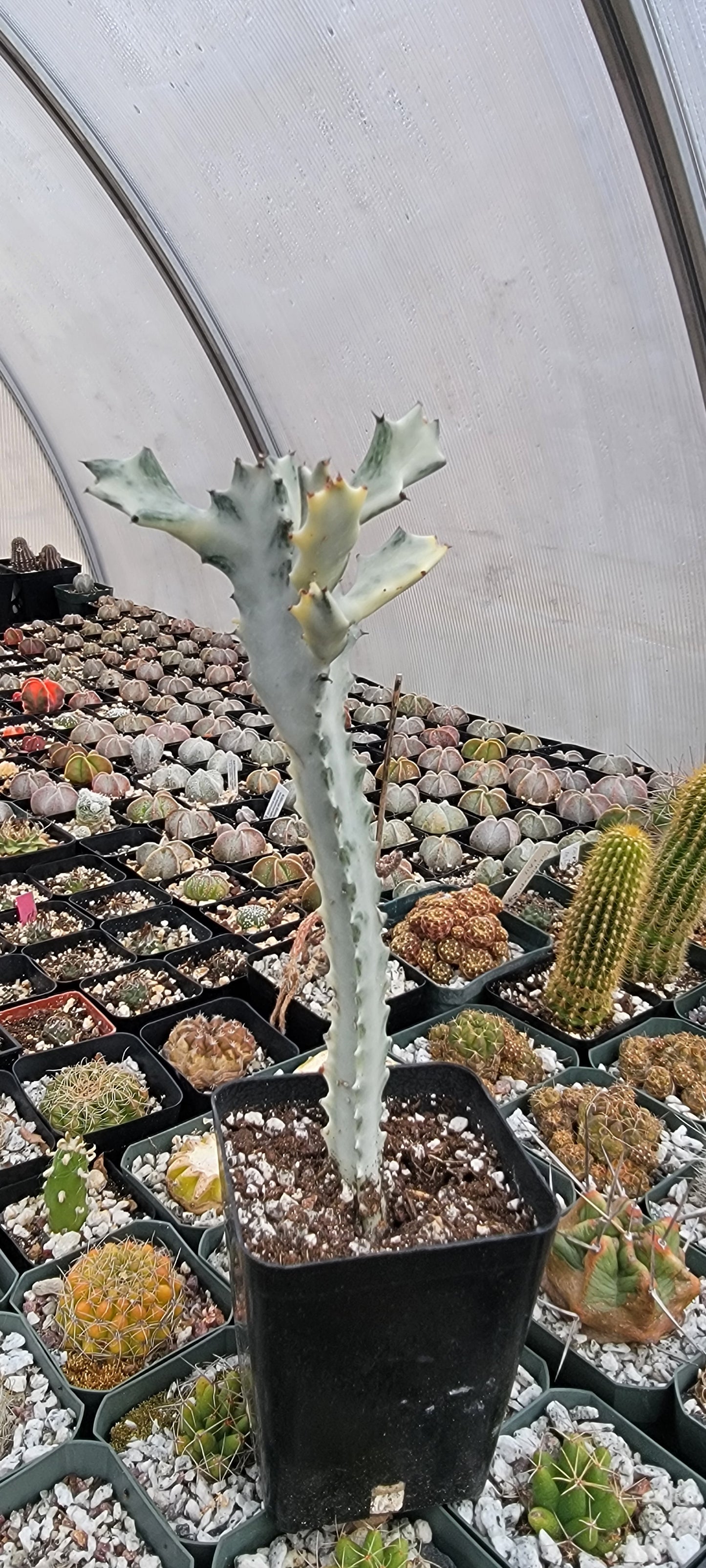 Euphorbia white ghost |Euphorbia Lactea variegated