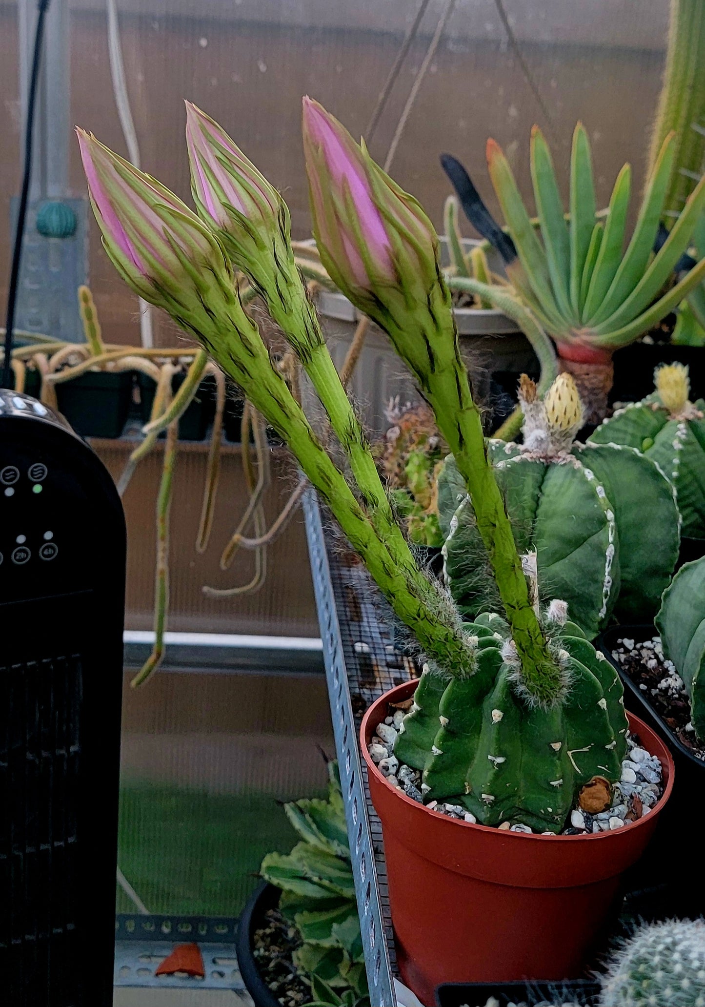 Echinopsis subdenudata | Domino Cactus (seeds)