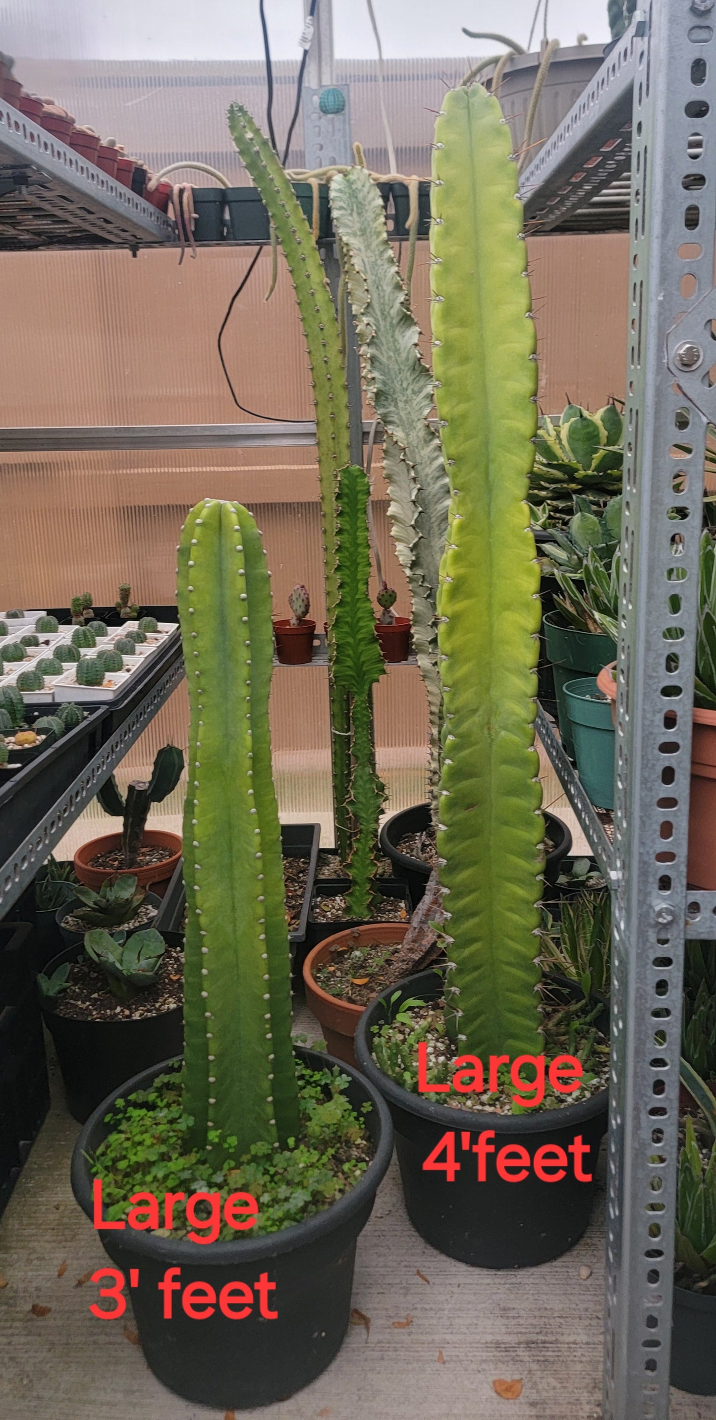 Cereus Jamacaru | Live plant