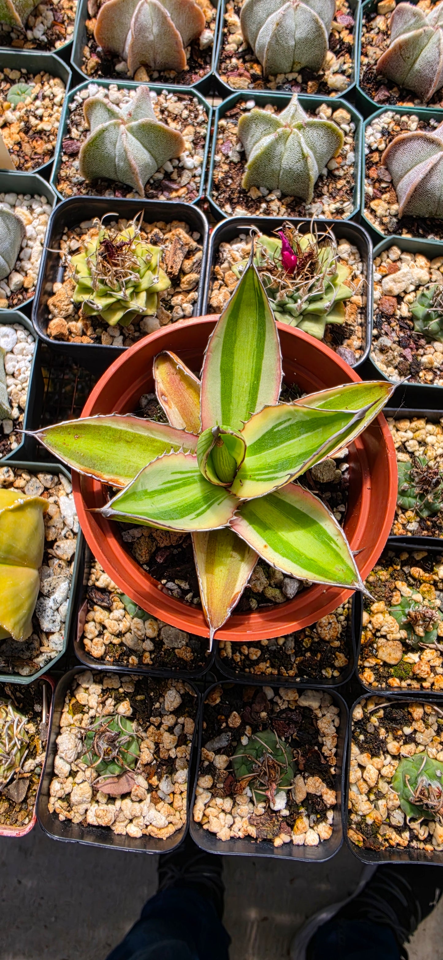 Agave lophantha quadricolor | Large