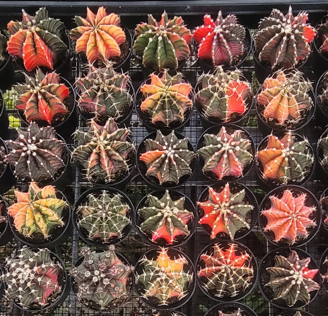 Gymnocalycium Mihanovichii variegata