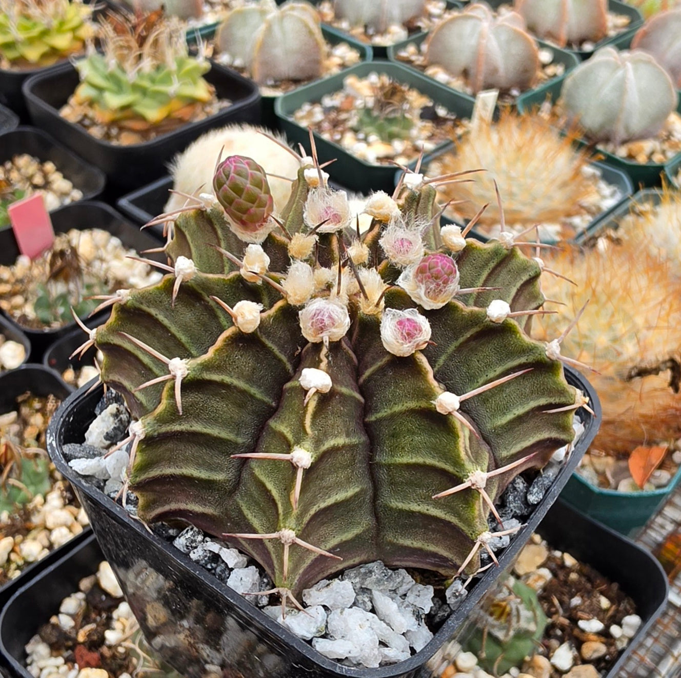 Gymnocalycium friedrichii