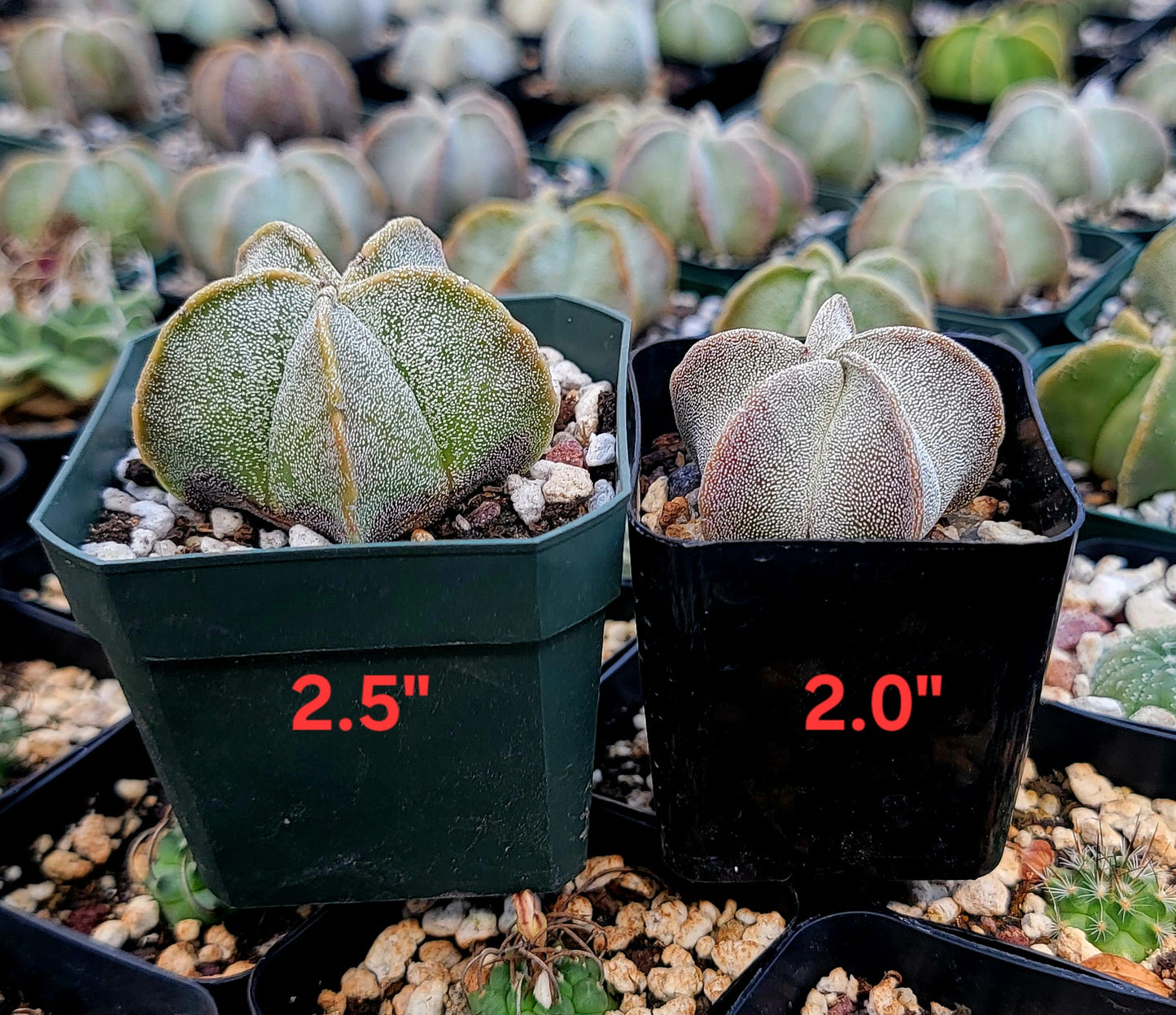 Astrophytum myriostigma