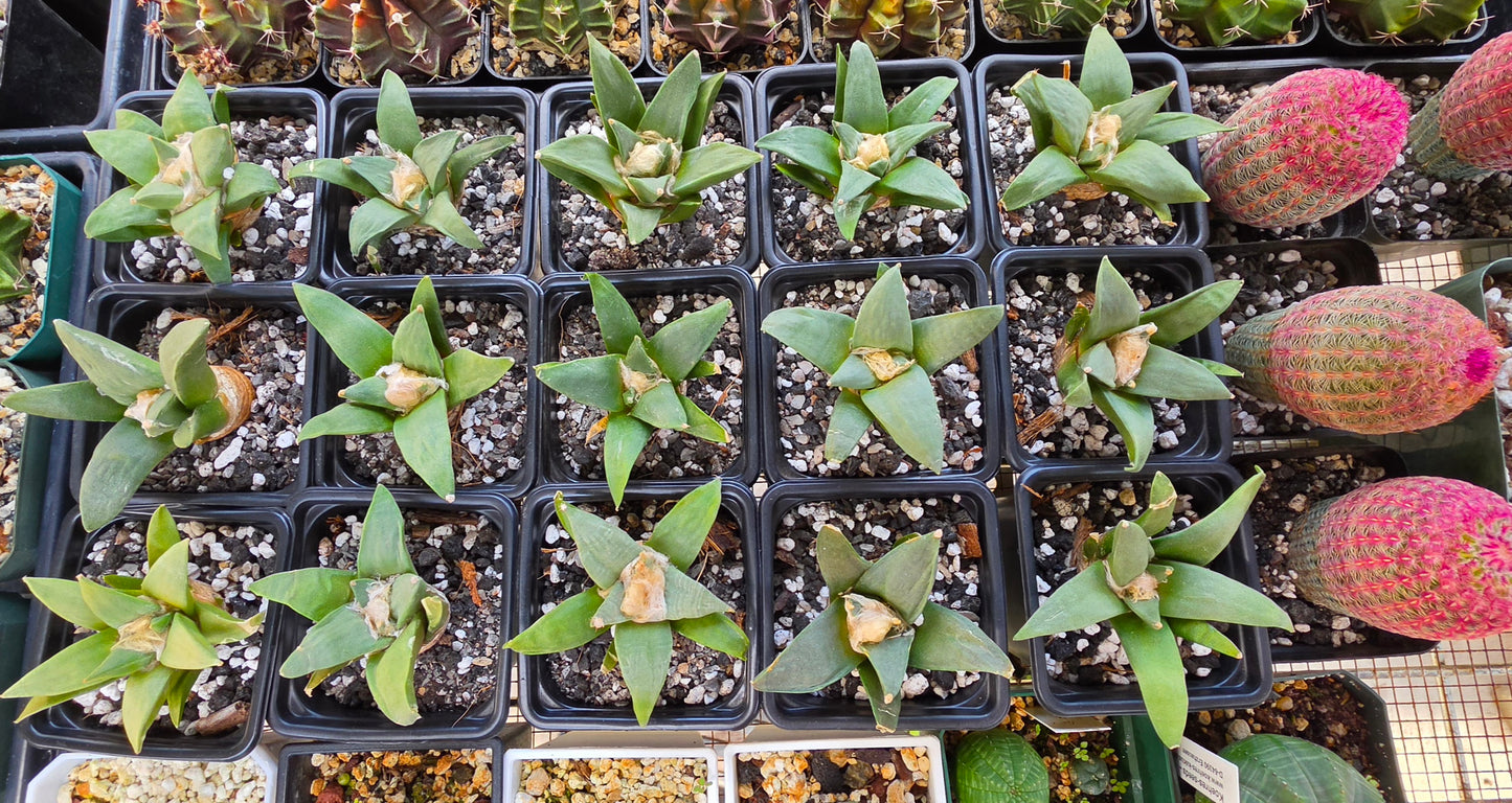 Ariocarpus retususus | Live Plant