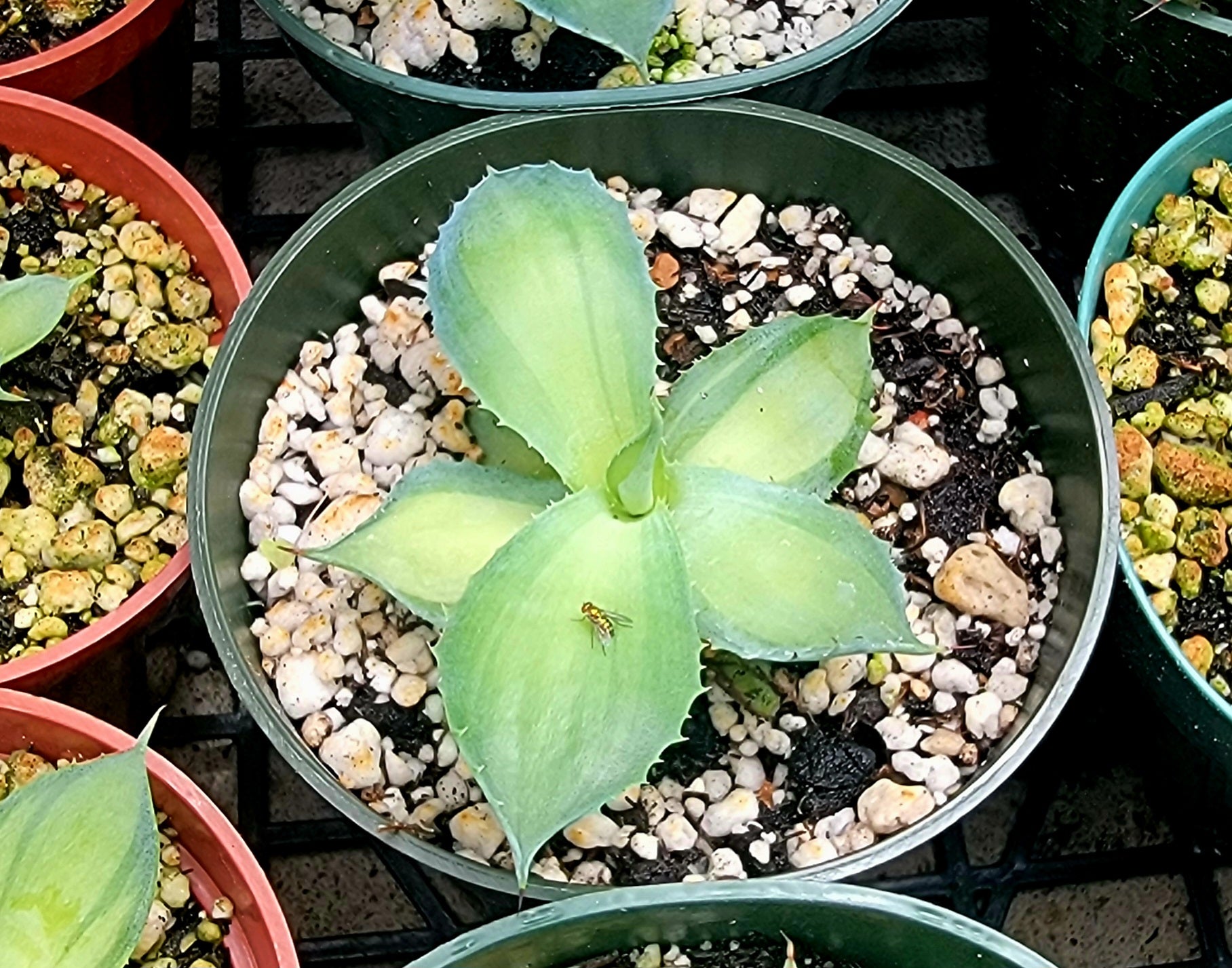 Agave isthmensis Rum runner – Planetcactus