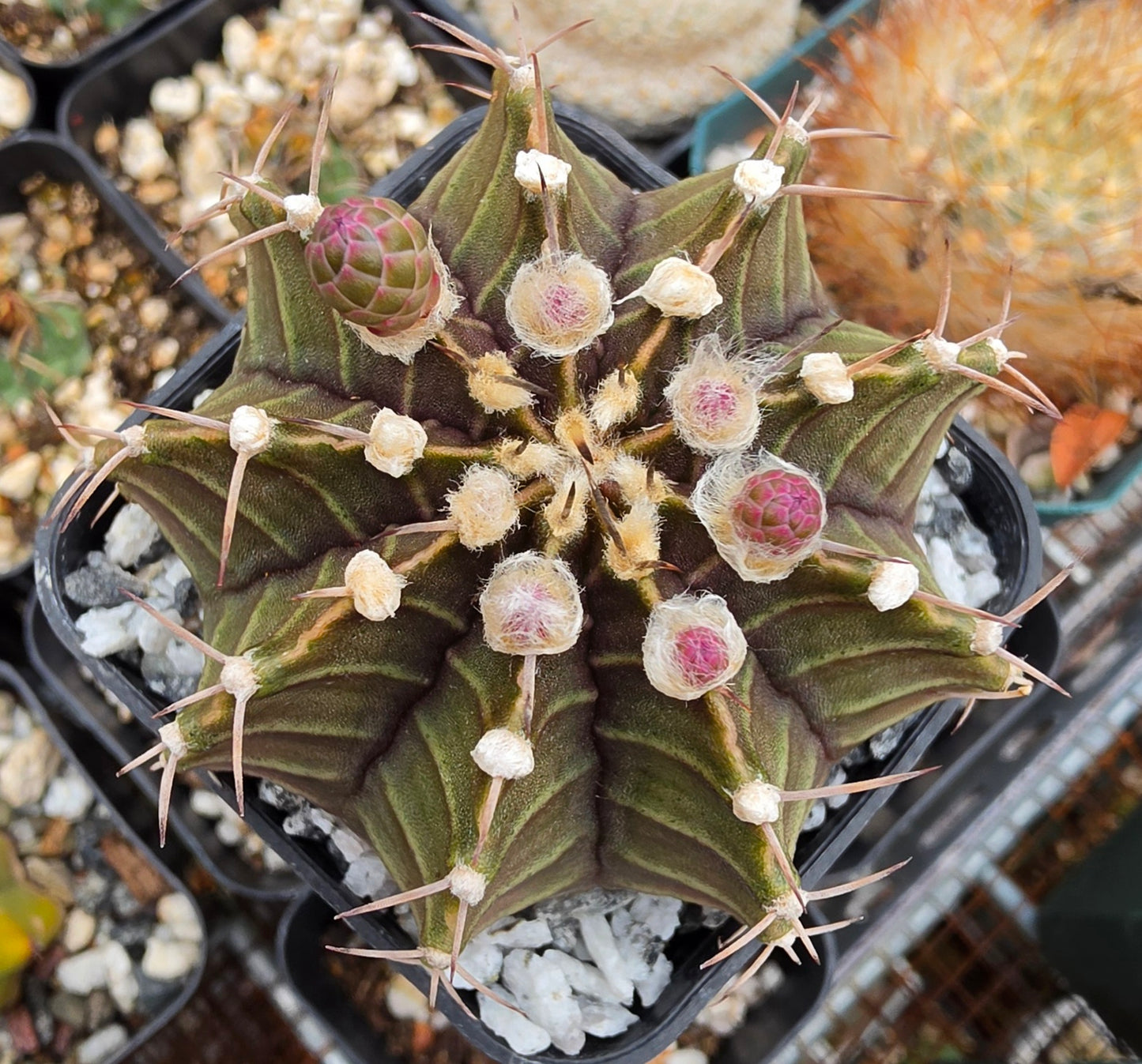 Gymnocalycium friedrichii