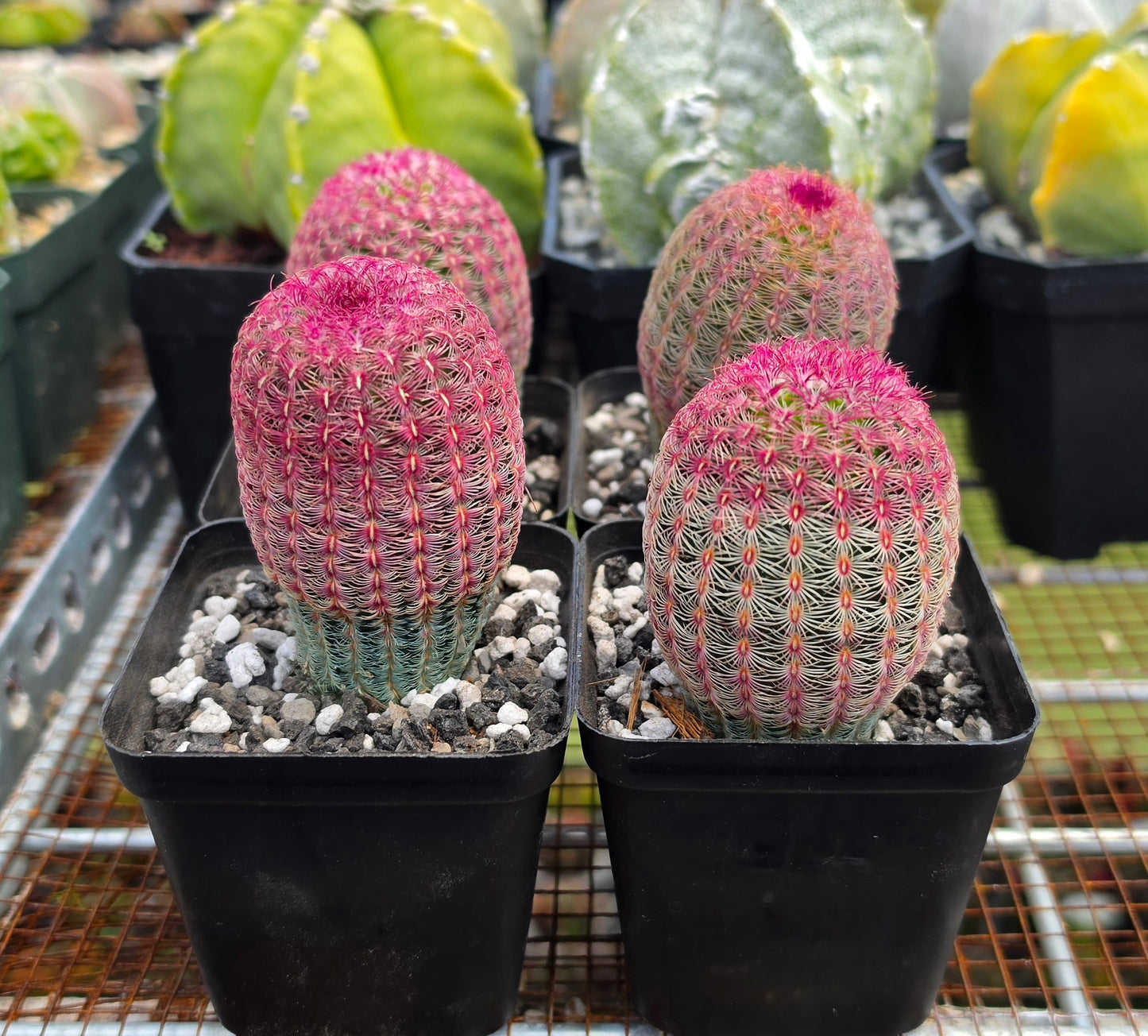 Echinocereus rigidissimus var. rubispinus | Rainbowcactus