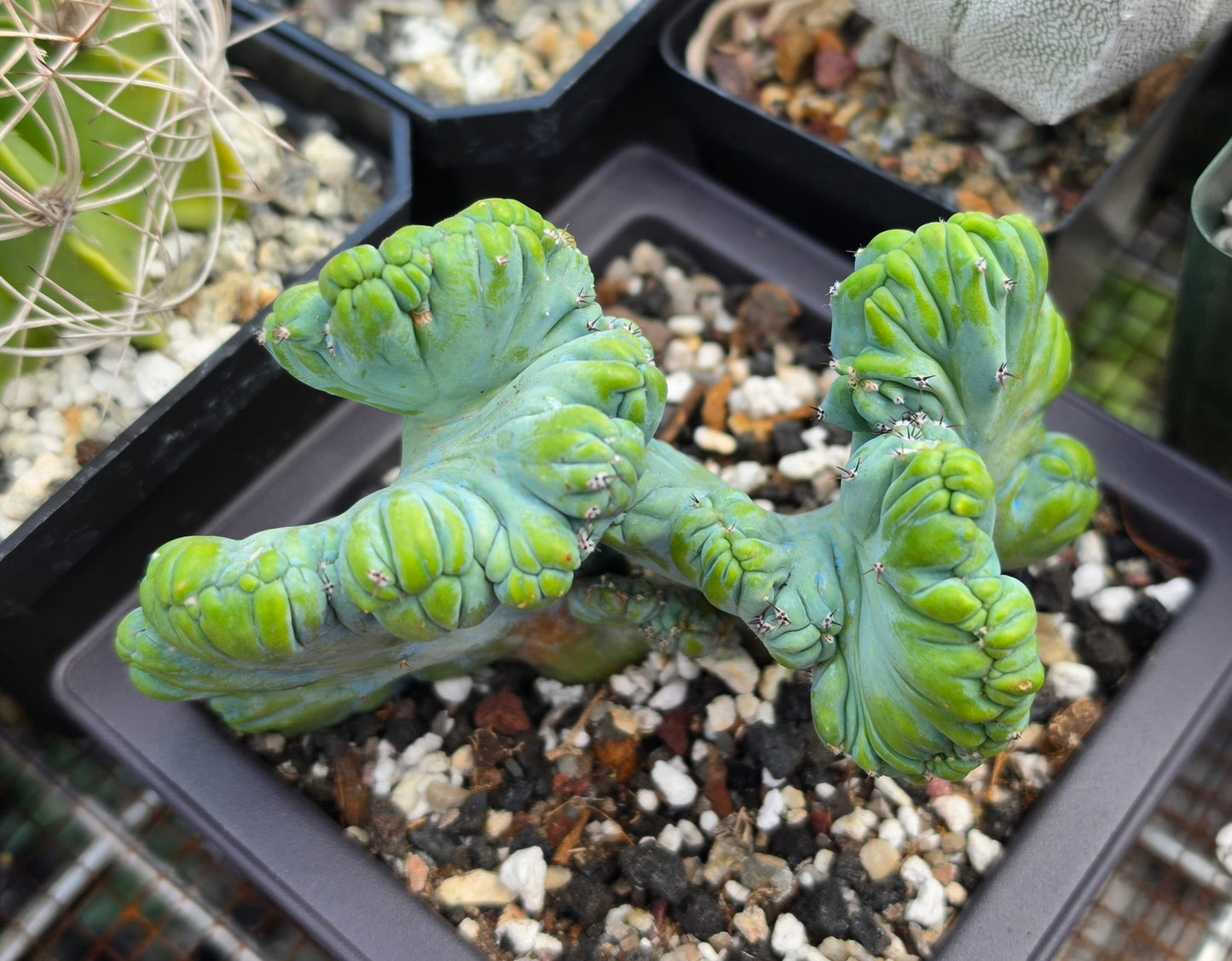 Myrtillocactus geometrizans cristata | Live Plant