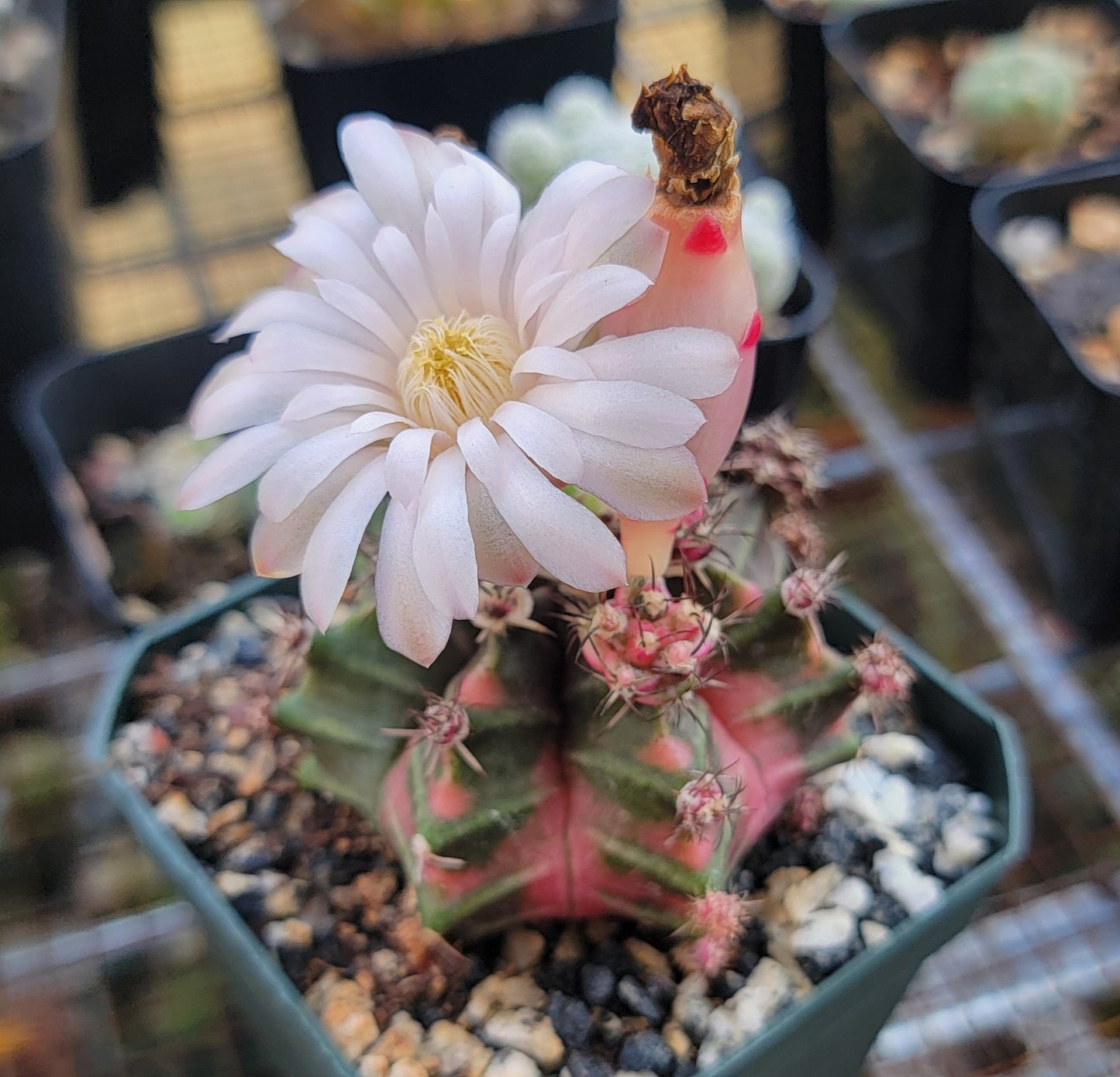 Gymnocalycium Mihanovichii variegata