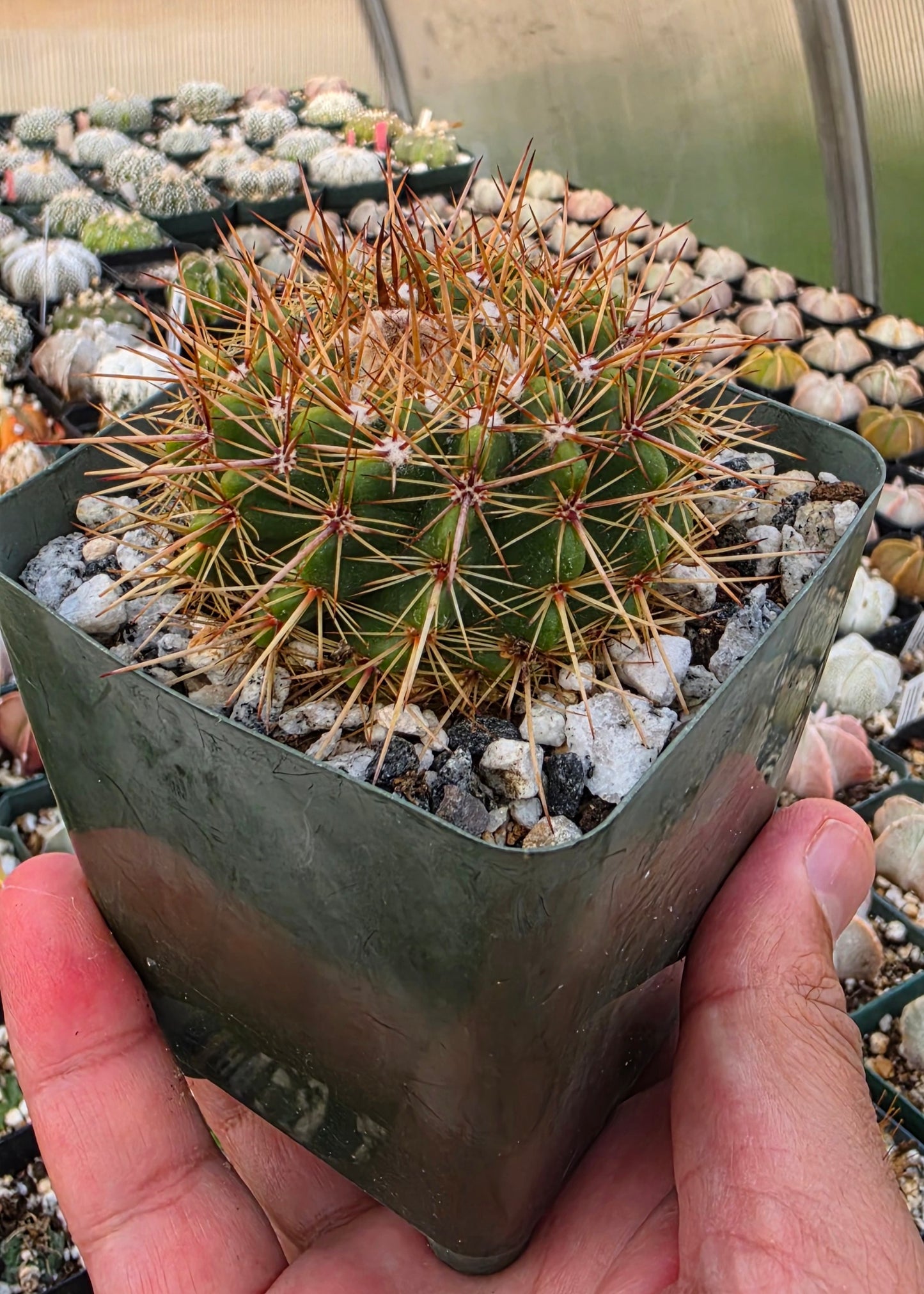 Notocactus roseoluteus | Notocactus herteri f. roseoluteus