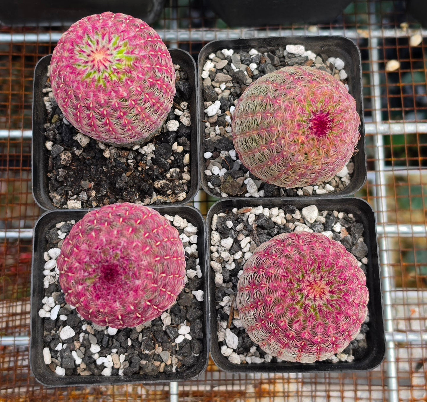 Echinocereus rigidissimus var. rubispinus | Rainbowcactus