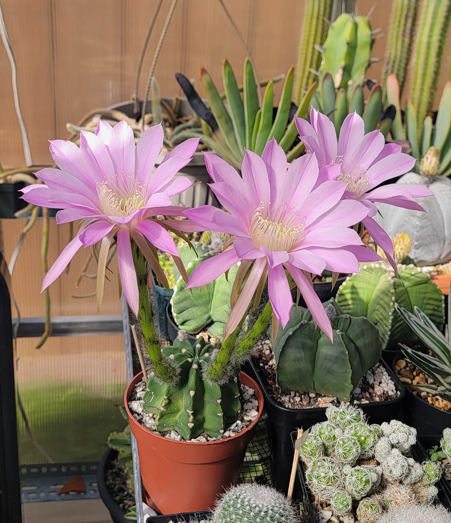 Echinopsis subdenudata | Domino Cactus (seeds)