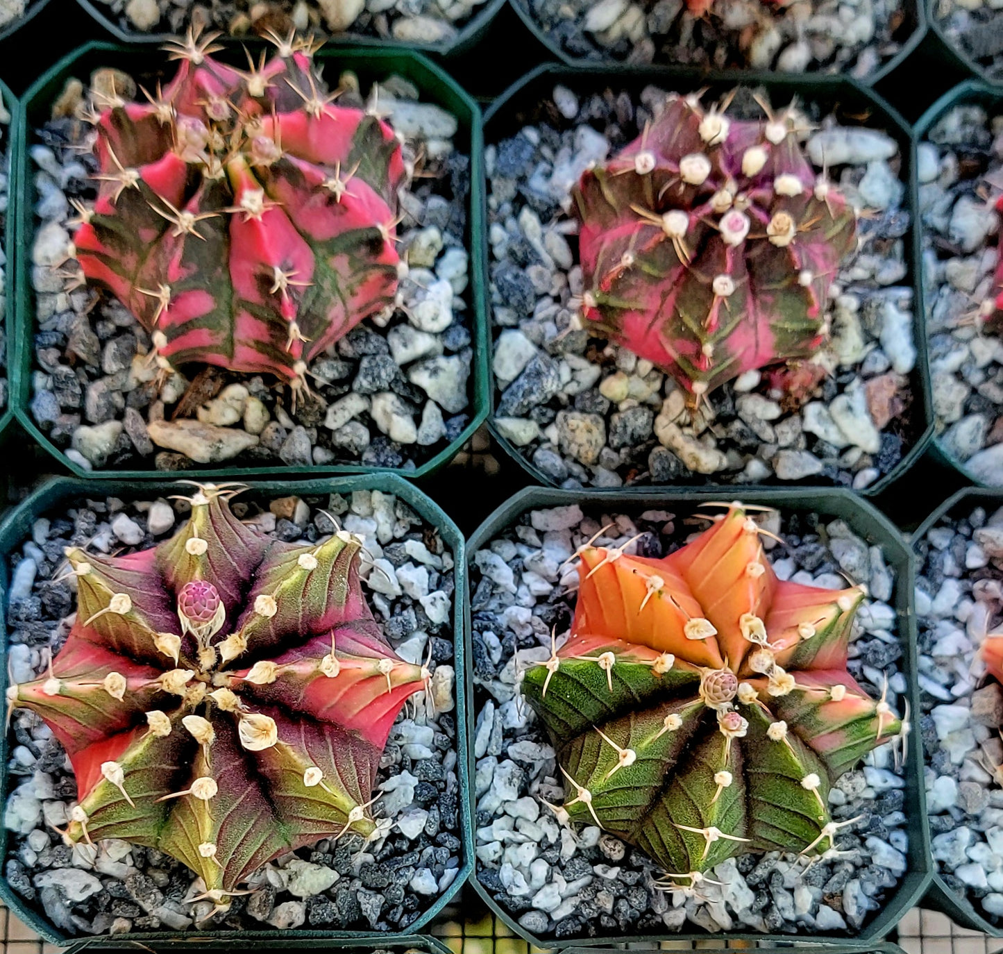 Gymnocalycium Mihanovichii variegata
