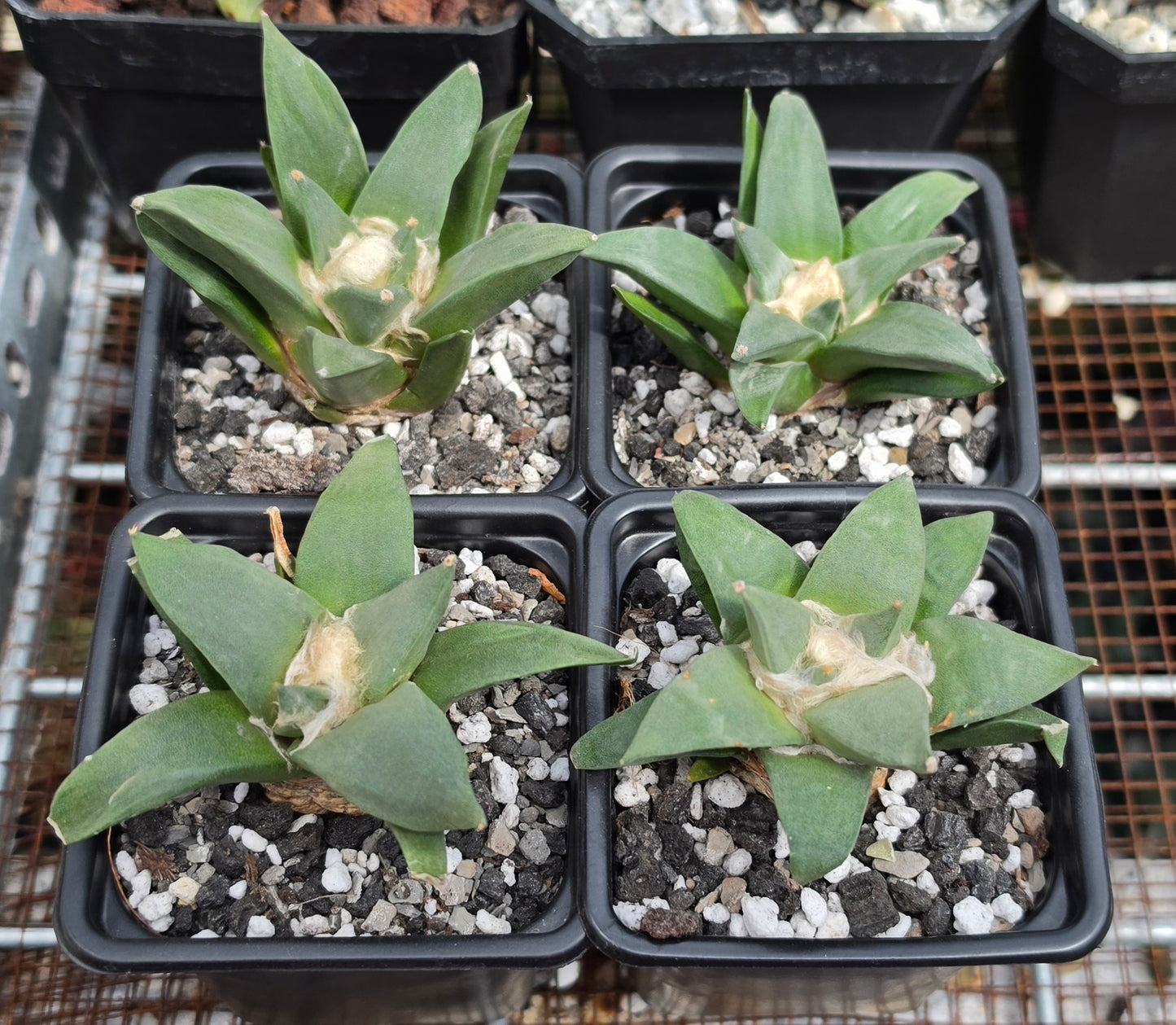 Ariocarpus retususus | Live Plant