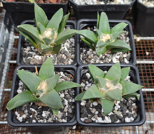 Ariocarpus retususus | Live Plant