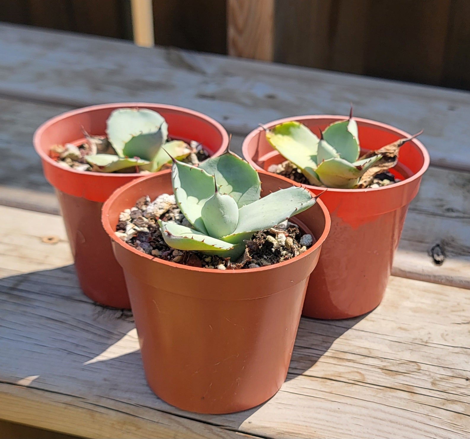 Agave parryi var. truncata – Planetcactus