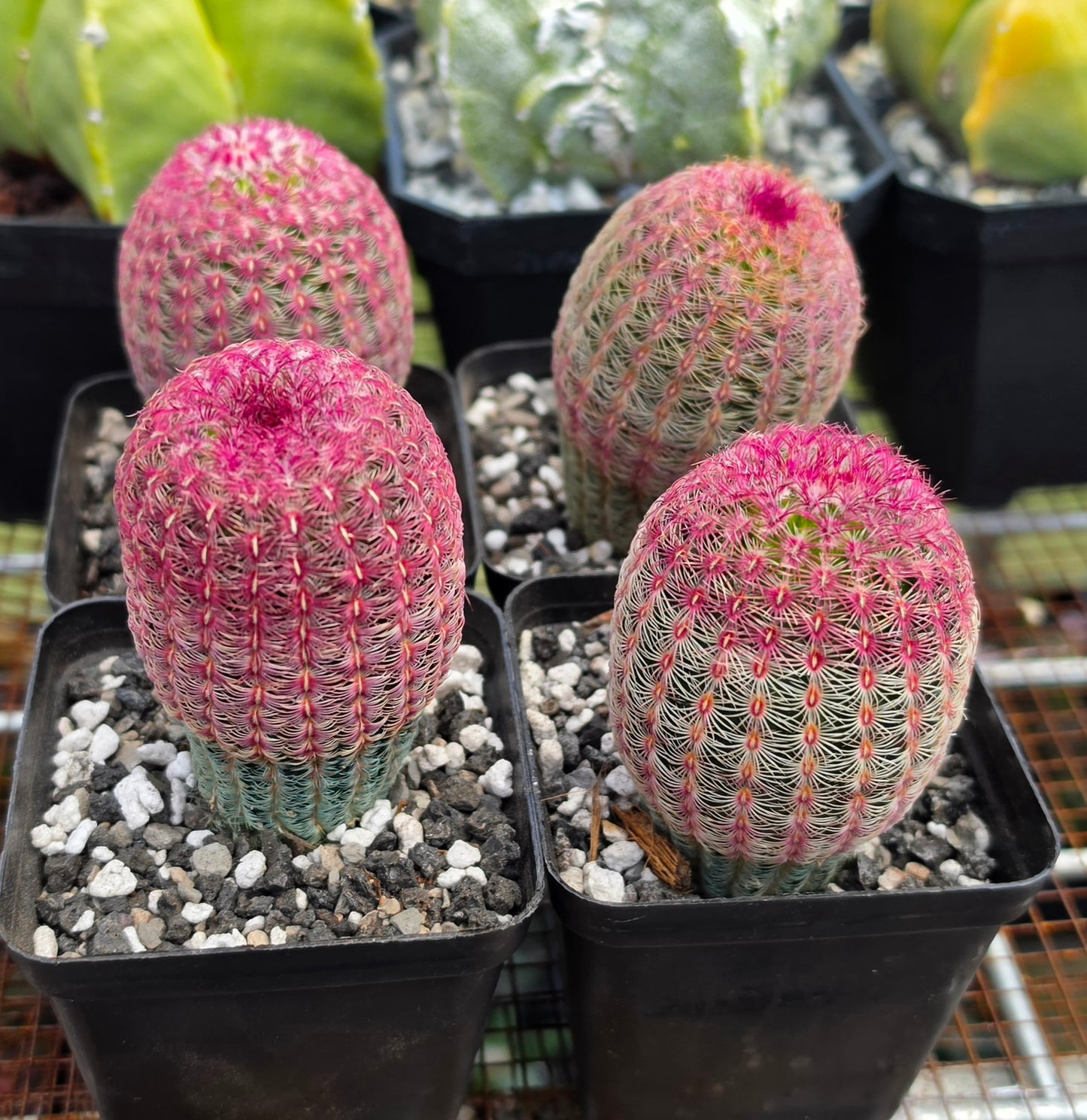 Echinocereus rigidissimus var. rubispinus | Rainbowcactus