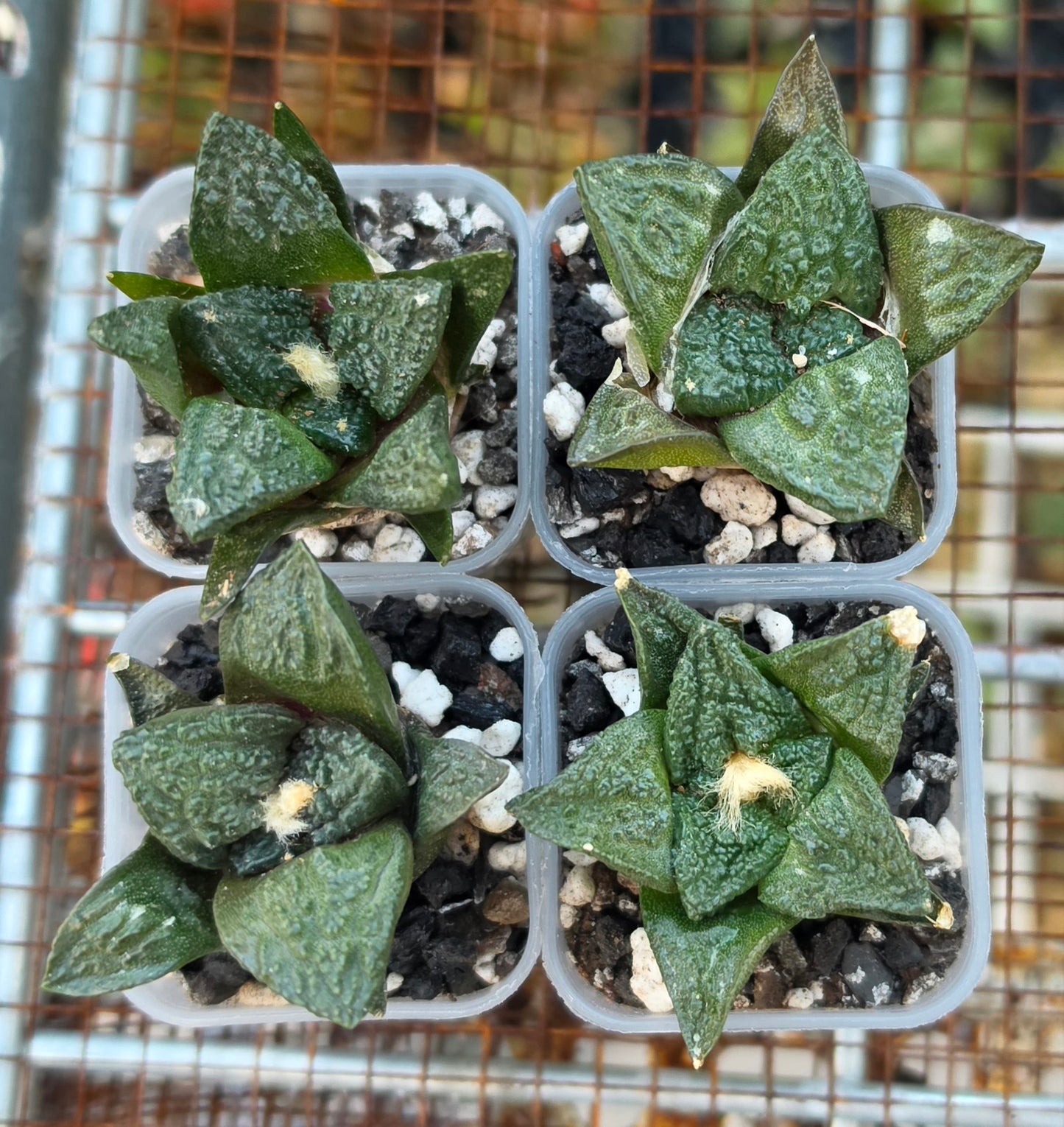 Ariocarpus fissuratus var. hintonii | Live Plant